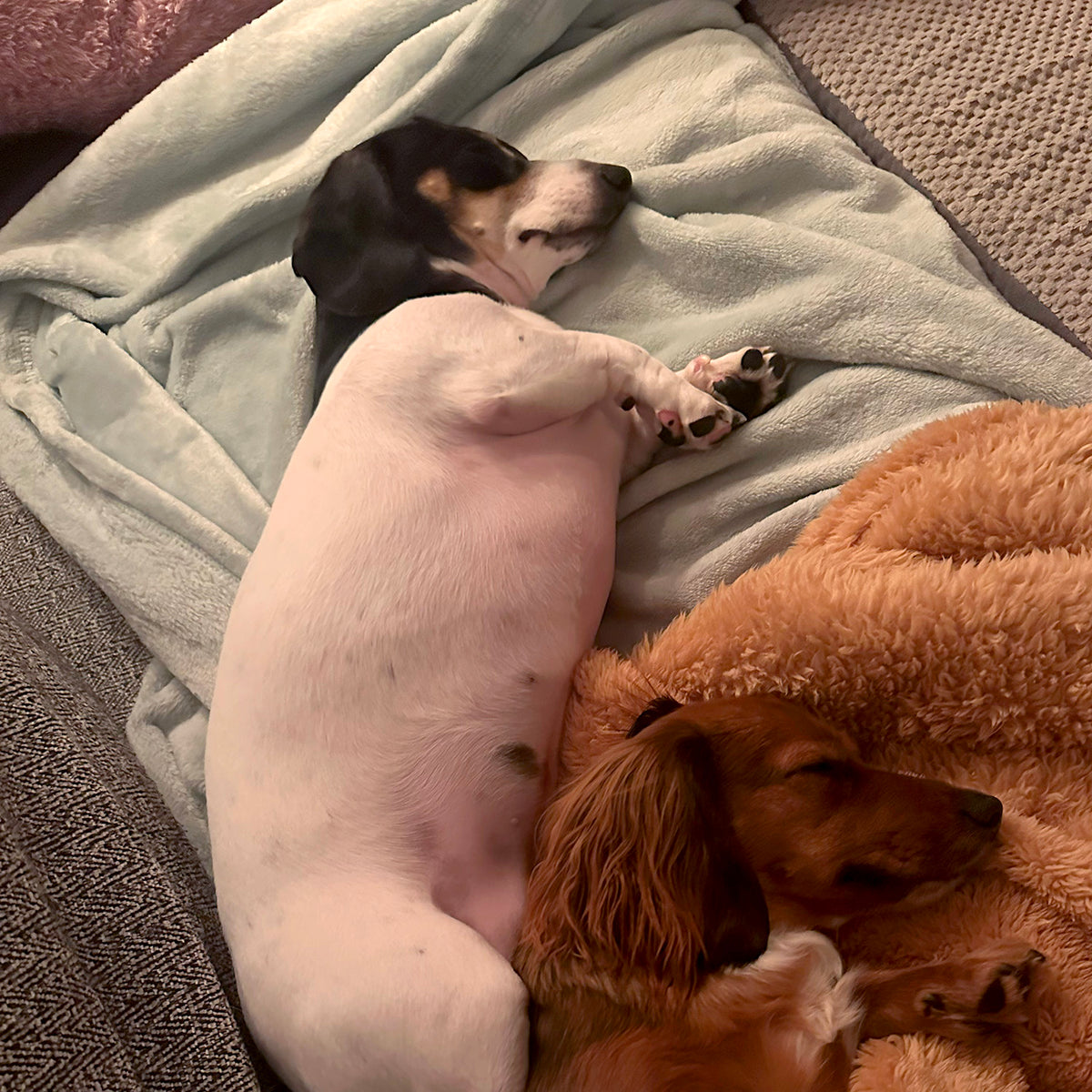 Image of 2 dachshund laying on cozy blankets